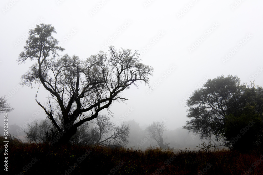 tree in the fog