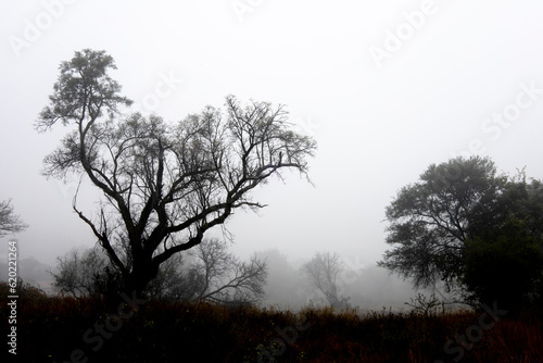 tree in the fog