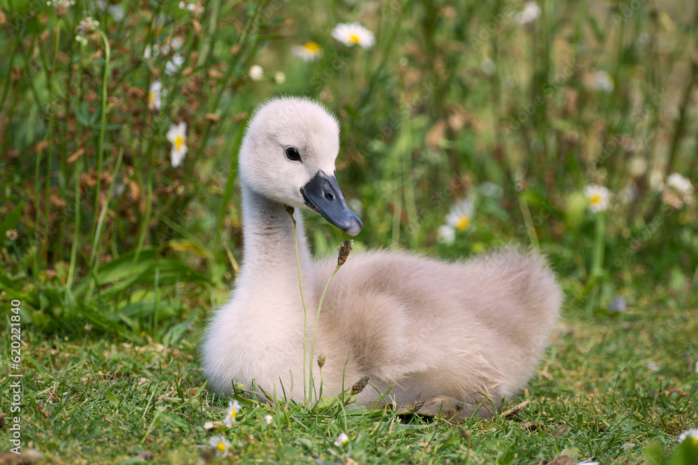 cygnet or swanling lies on the green grass cygnet or swanling lies on the green grass