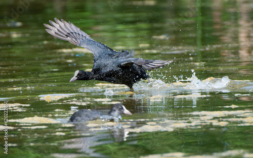 Take-off of a Eurasian coot