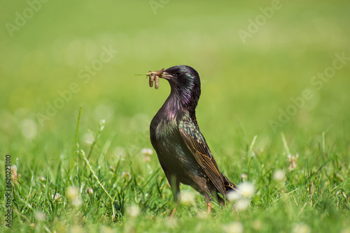 Bilde på lerret The worm-eating common starling close-up