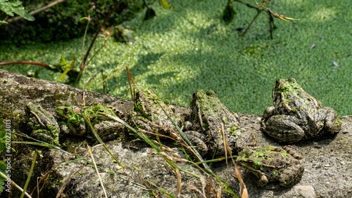 Laughing frog meeting