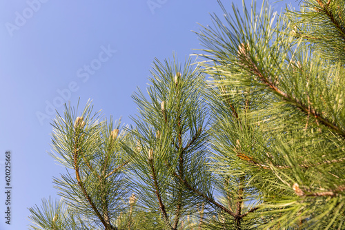 long pine needles in the spring season  close-up of pine