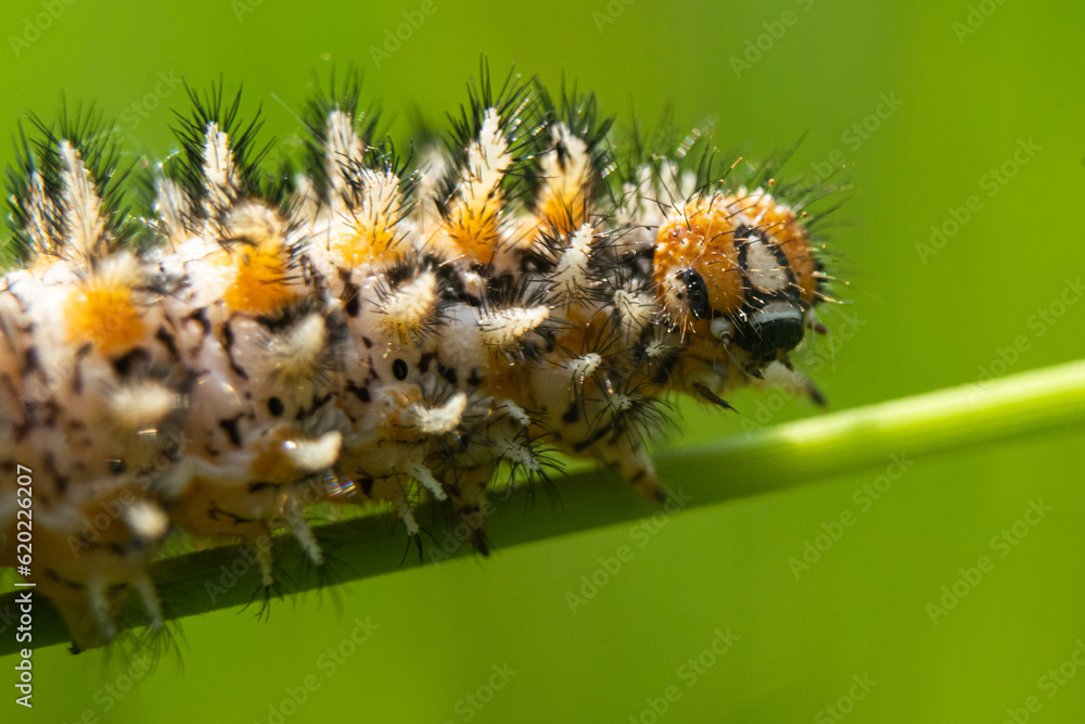 Fototapeta premium hairy caterpillar