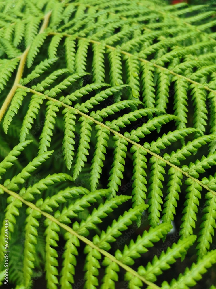 green fern background green fern background