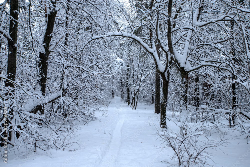 The forest after the first snowfall. The forest after the first snowfall.