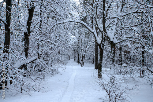 The forest after the first snowfall.