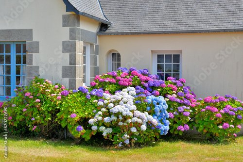 Magnifiques hydrangeas en fleurs en Bretagne - France