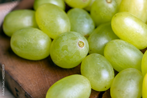Wallpaper Mural Green yellow grapes grown in a home vineyard Torontodigital.ca