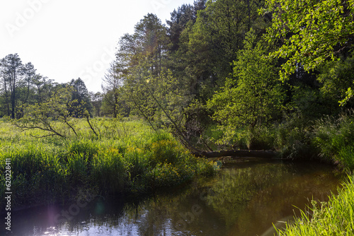 a small river in eastern Europe in the summer