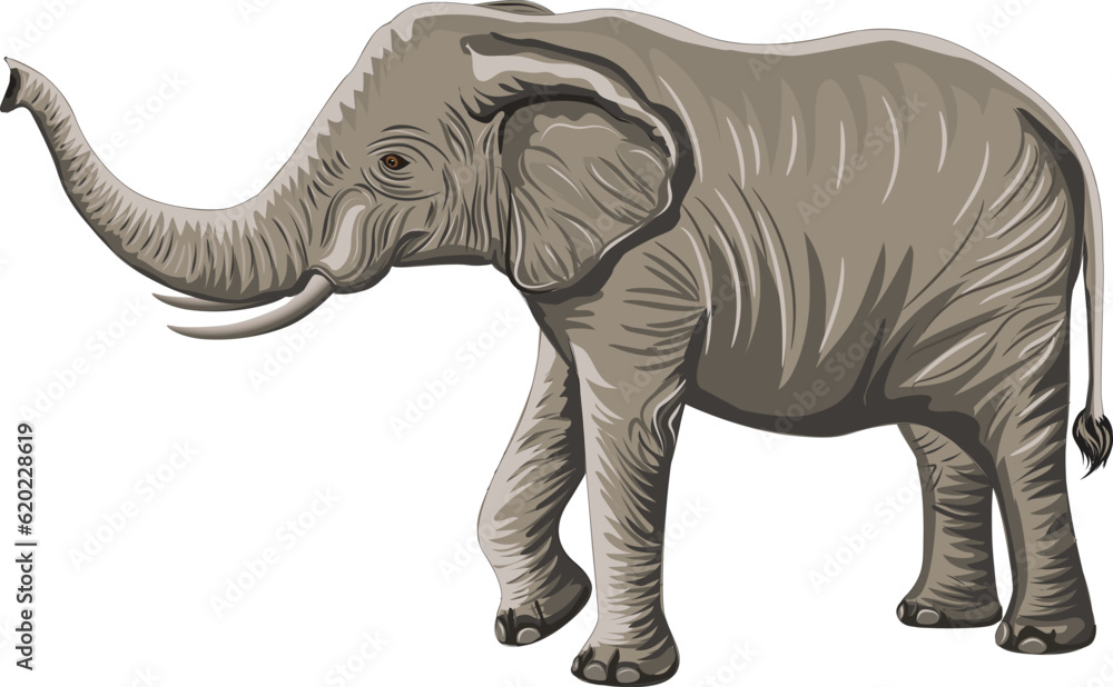 Fototapeta premium elephant illustration with high resolution