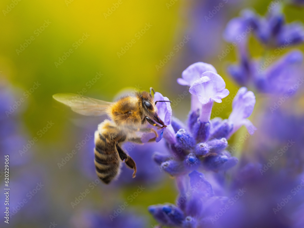 Fototapeta premium Honey bee (Apis mellifera) collecting pollen at violet flower. Bee pollinates lavender flower on blur background. Selective focus. Super macro. Extreme close-up. Organic BIO farming, back to nature.