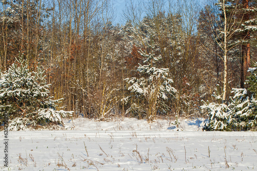 Wallpaper Mural Snow-covered trees in winter, deciduous trees Torontodigital.ca