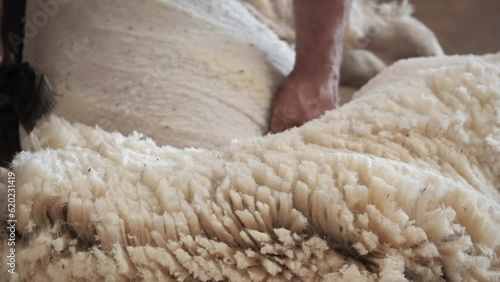 Australian rural scenes Wheatbelt. Sheep shearing.