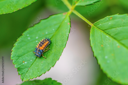 bug on leaf  (Asian ladybeetle) © William Huang