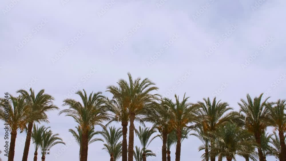 Green palm tree on blue sky background. Tropical coconut palm leaf trees at sunlight. Advertising, product, background picture. Summer background, slow motion. Looking Up. High quality 4k footage Green palm tree on blue sky background. Tropical coconut palm leaf trees at sunlight. Advertising, product, background picture. Summer background, slow motion. Looking Up. High quality 4k footage