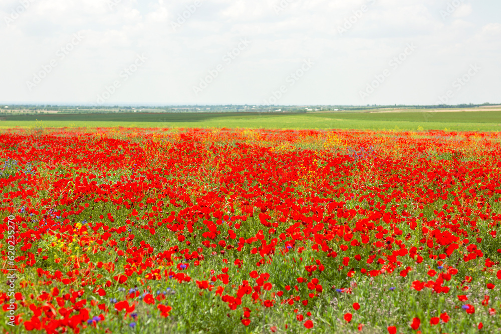 Poppy field in vast expanses
