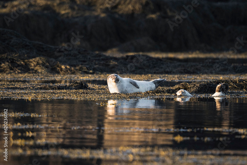Cute seal on Snaefellsnes Peninsula, Iceland