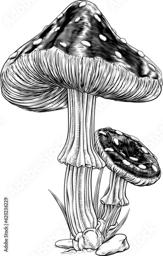Mushrooms toadstools original illustration drawing in a vintage engraved woodcut etching style
