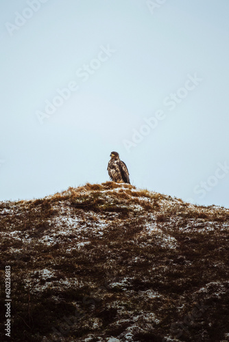 White tailed eagle on Lofoten island  Norway