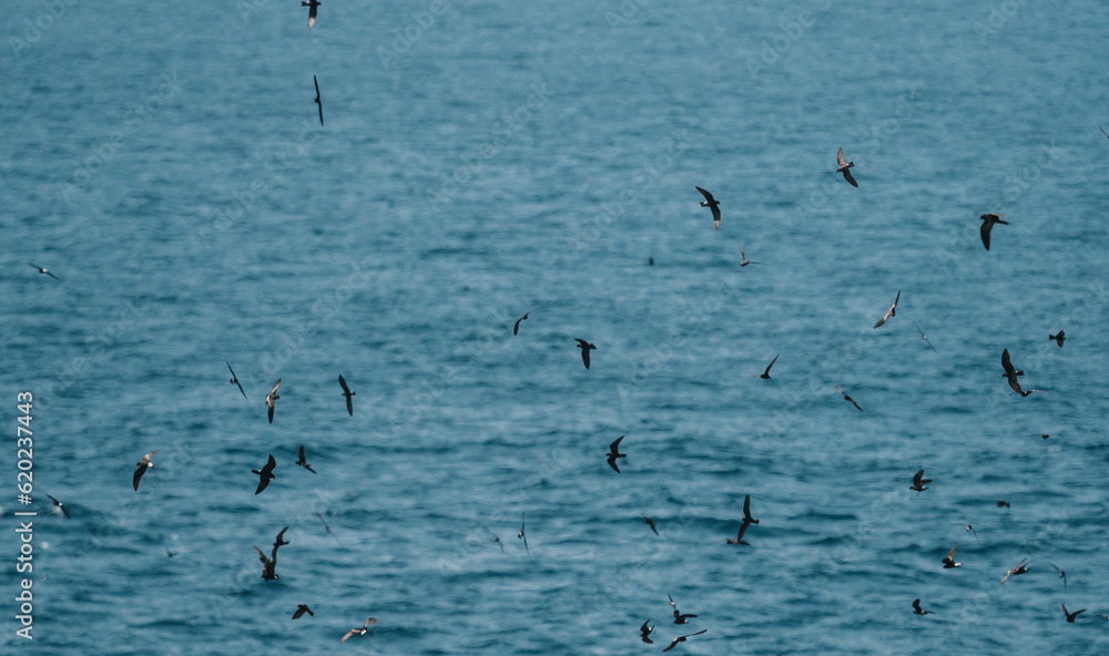 A flock of flying Galápagos Petrels at the Galápagos Islands, Ecuador