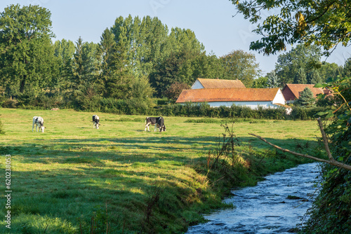 Pâturages au bord de la Course, rivière du Pas-de-Calais