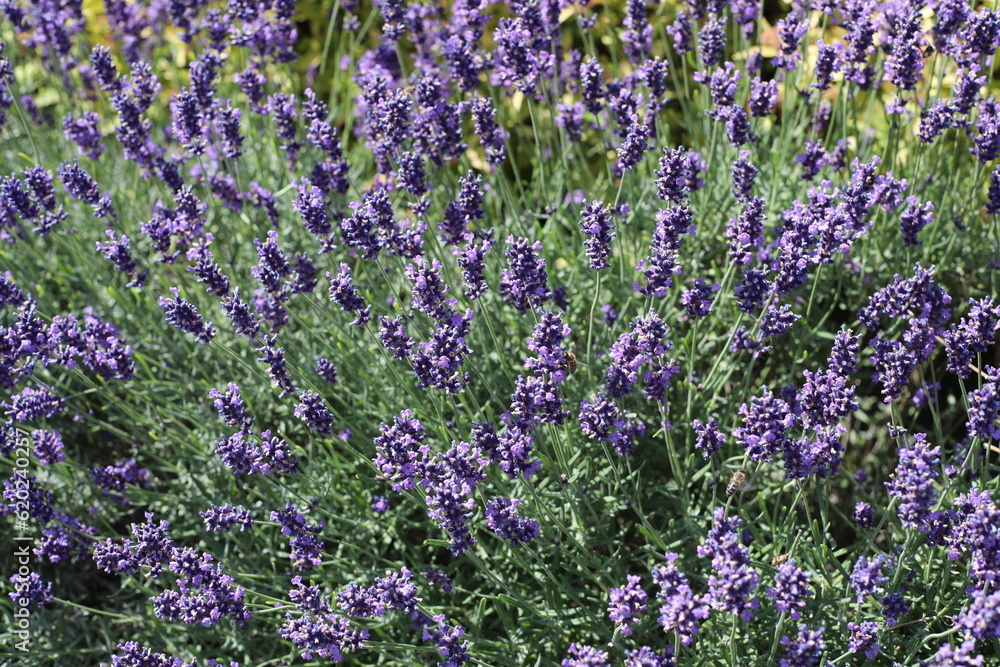 Obraz premium lavender field in region