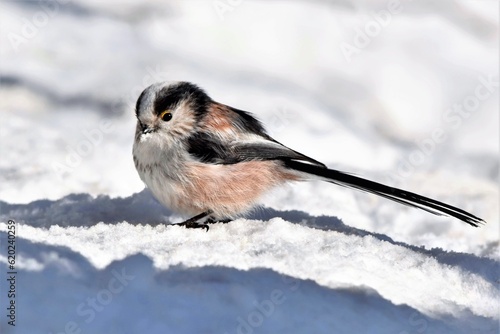  Mésange ou Orite à longue queue (Aegithalos caudatus), Neuchâtel, Suisse.