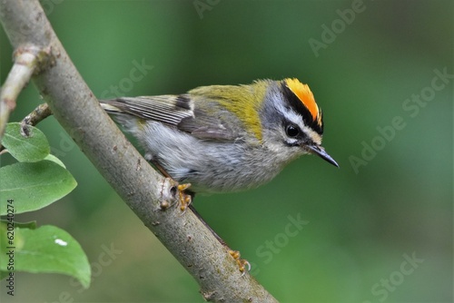 Roitelet à triple bandeau (Regulus ignicapilla)