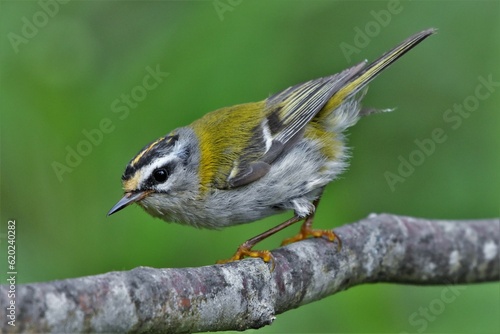 Roitelet à triple bandeau (Regulus ignicapilla), Neuchâtel, Suisse.