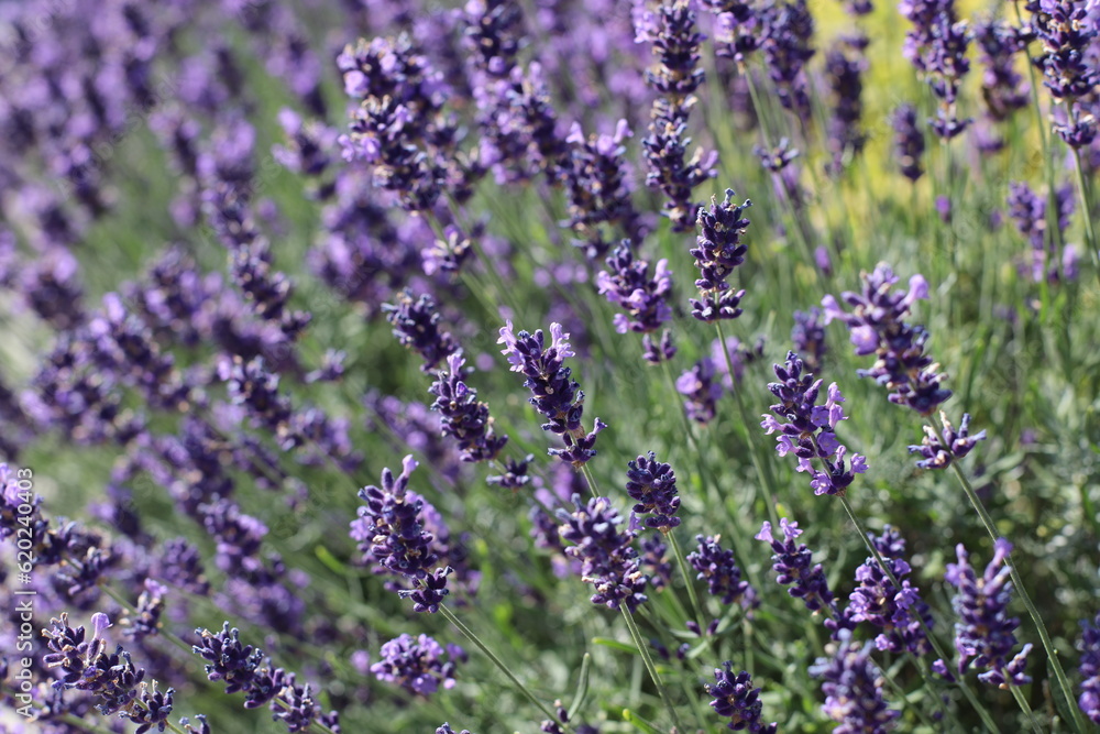 Obraz premium lavender field in region