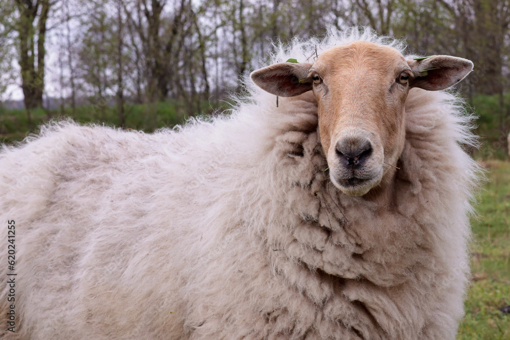 Sheep lady