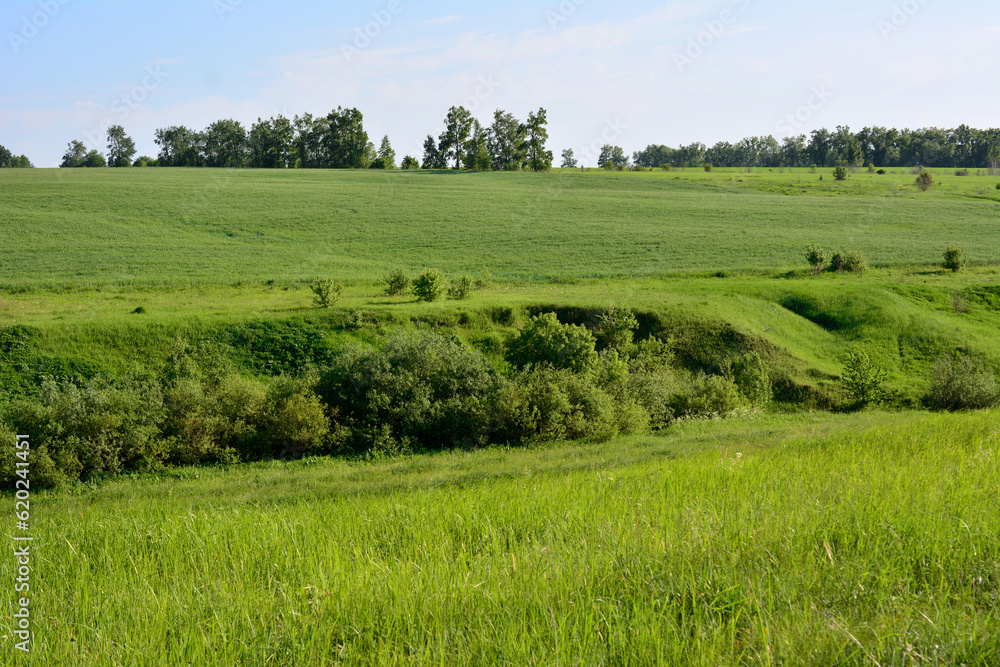 Obraz premium rolling landscape with grassy hills and trees on horizon, copy space 