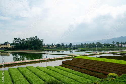Idyllic scenery, Rice terraces in rural China.