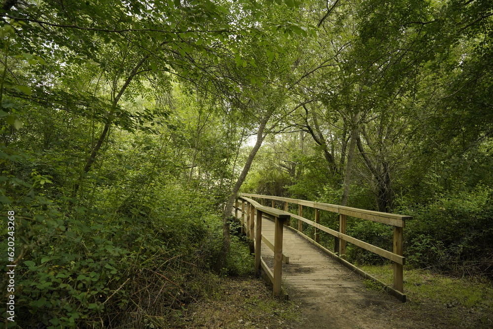 wooden bridge in the forest wooden bridge in the forest