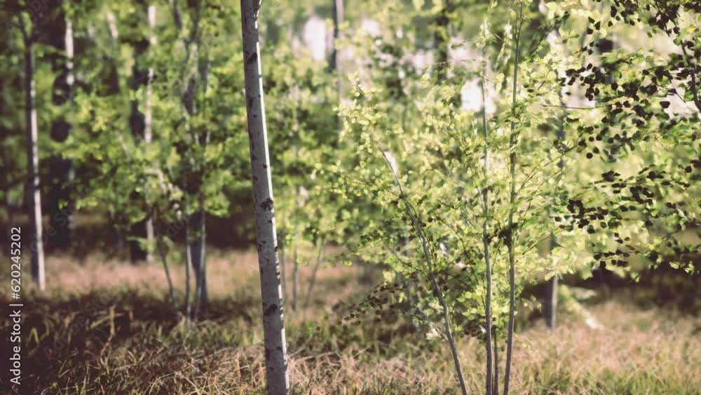birch forest in sunlight in the morning