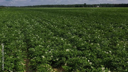 Flying to the left over blooming potato field, white potato flowers, drone view