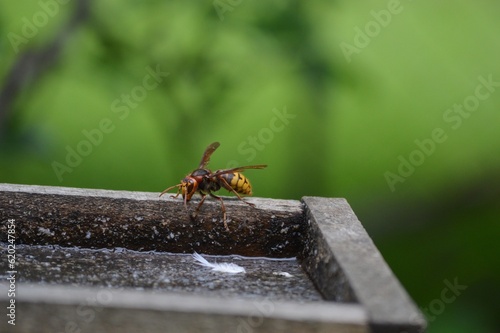 a large hornet on a tree