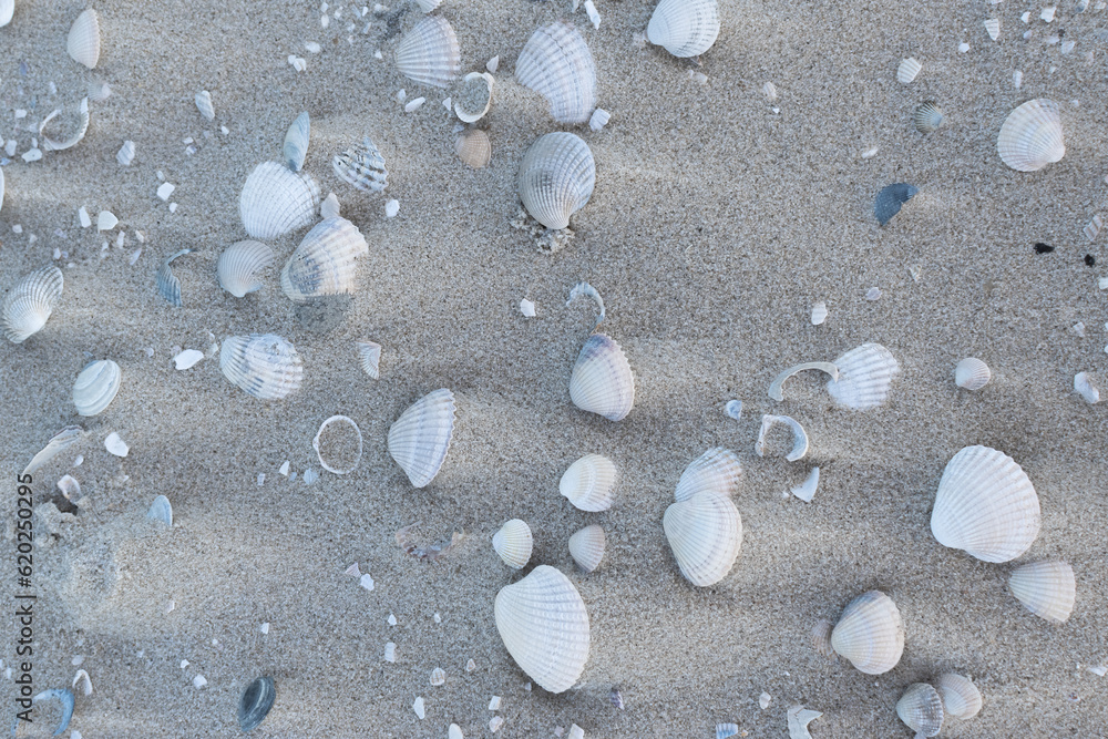 seashells on a sandy beach seashells on a sandy beach