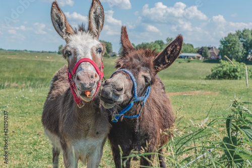 Carta da parati two donkeys in the field, one donkey holding a carrot in his mouth