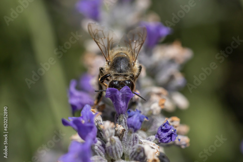 Macro d'abeille butinant