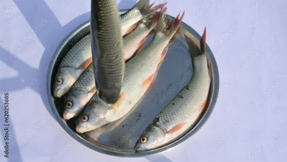 Rohu fish. It is a species of fish of the carp family. its other names ...