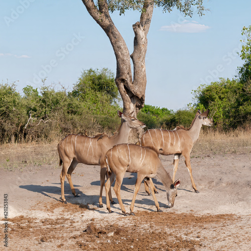Group of Kudu (African Antelope) with a tree and sky in the background in Chobe National Park
