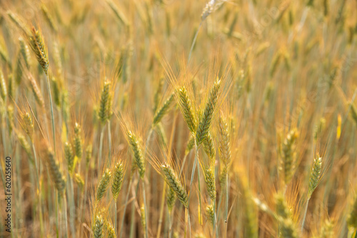 wheat field in summer