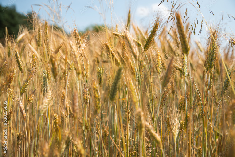 Obraz premium golden wheat field