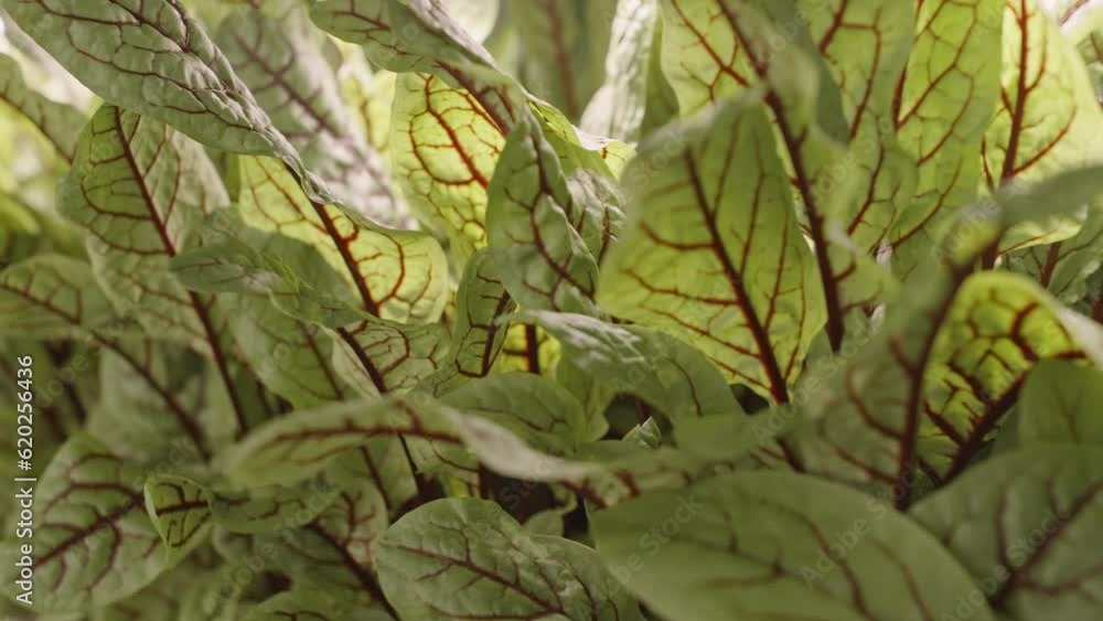 No people shot of green sorrel growing under led light inside of vertical farm No people shot of green sorrel growing under led light inside of vertical farm