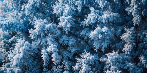 Winter background, branches of bushes in hoarfrost.
