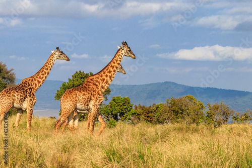 Group of giraffes walking in Ngorongoro Conservation Area in Tanzania. Wildlife of Africa © olyasolodenko