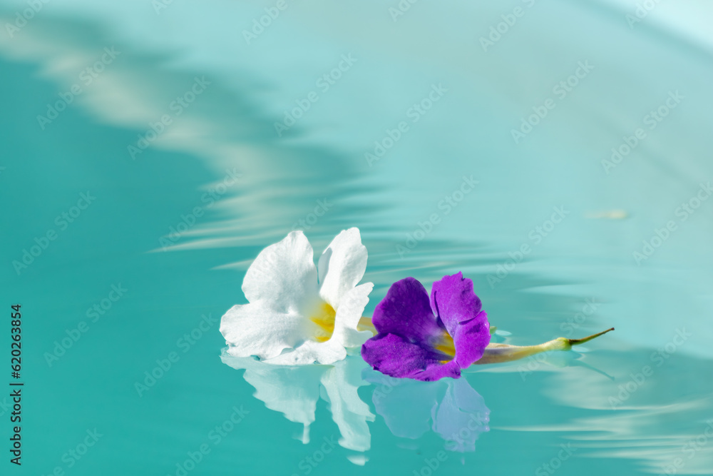 Duas flores, uma branca e a outra roxa boiando nas águas limpas e verdes de uma piscina, refletindo na água com leves ondulações.