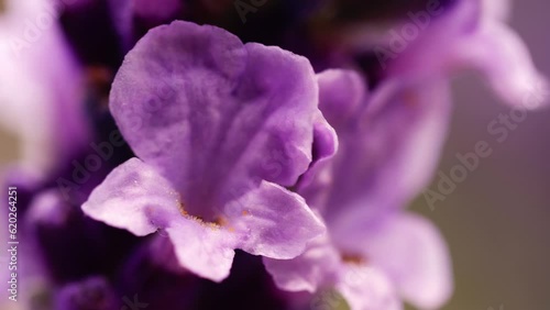 Lavender purple flower petals in full bloom macro close up shot 